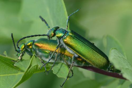 Lytta vesicatoria